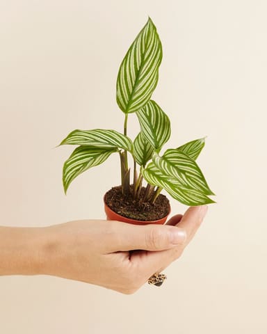 Baby Calathea Pfeilwurze Vittata