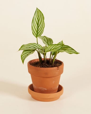 Baby Calathea Pfeilwurze Vittata