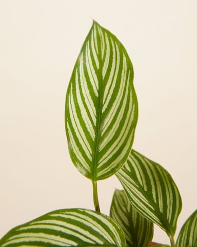 Baby Calathea Pfeilwurze Vittata