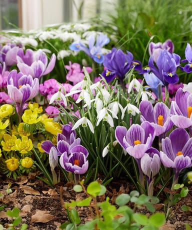Baby Flower bulbs Flower bulbs - Butterfly 6 Month's Food