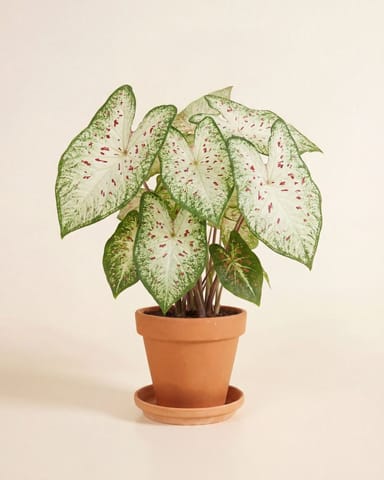 Baby Caladium Caladium Tuber - Gingerland