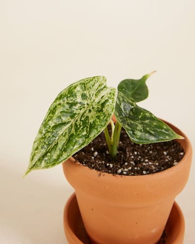 Baby Alocasia Dragon Scale Mint Variegated
