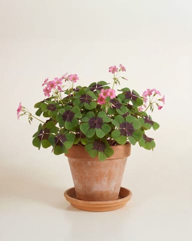 Baby Oxalis Deppei Oxalis Deppei Tuber - Iron Cross 