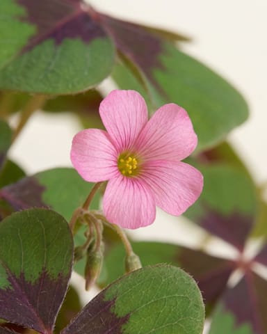 Baby Oxalis Deppei Oxalis Deppei Tuber - Iron Cross 