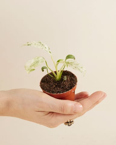 Baby Rhaphidophora Puberula Variegata