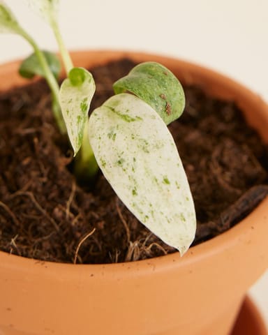 Baby Rhaphidophora Puberula Variegata