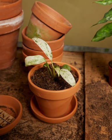 Baby Rhaphidophora Puberula Variegata