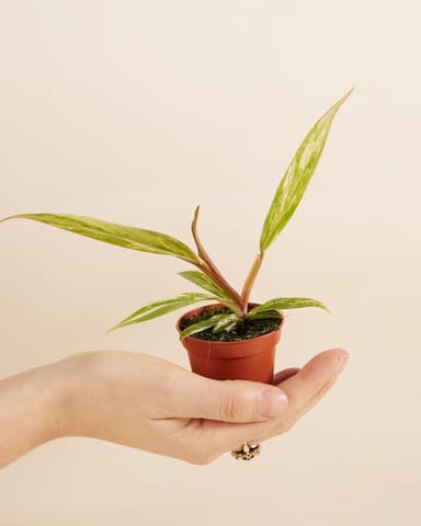 Baby Philodendron Caramel Marble