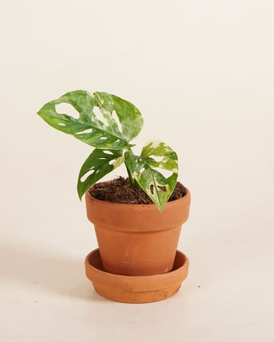 Baby Monstera Adansonii Variegated