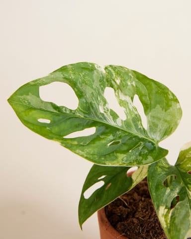 Baby Monstera Adansonii Variegated