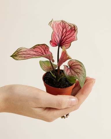 Baby Caladium Lucia