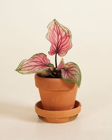 Baby Caladium Lucia
