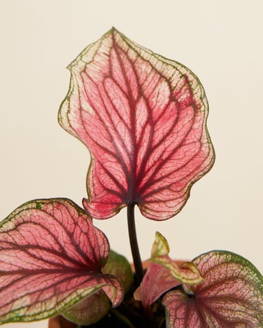 Baby Caladium Lucia