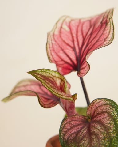 Baby Caladium Lucia