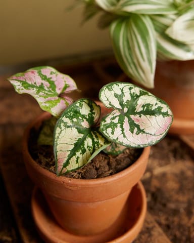 Baby Caladium Caladium - Purple Light