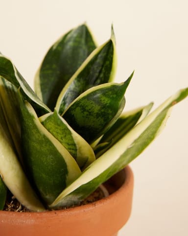 Baby Sansevieria Nest-Sansevierie Golden Edge Hahni