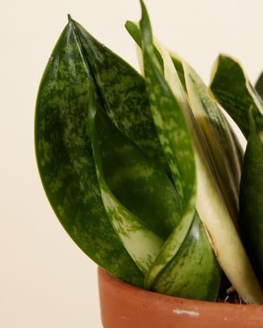 Baby Sansevieria Nest-Sansevierie Golden Edge Hahni