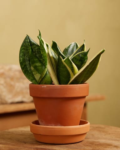 Baby Sansevieria Nest-Sansevierie Golden Edge Hahni