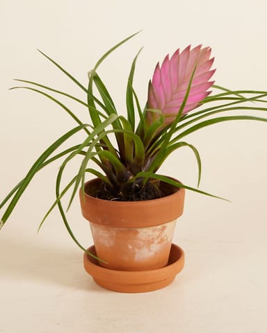 Baby Tillandsia Air plant Cyanea