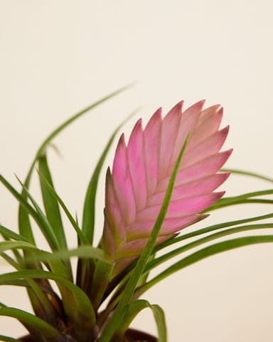 Baby Tillandsia Air plant Cyanea