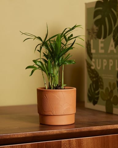 Baby Chamaedorea Elegans