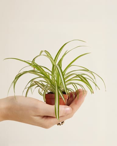 Baby Chlorophytum Comosum Variegatum