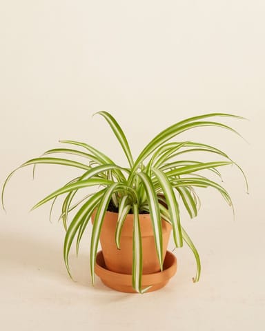 Baby Chlorophytum Comosum Variegatum