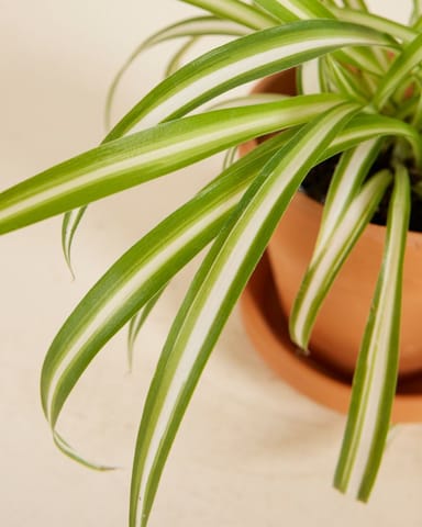 Baby Chlorophytum Comosum Variegatum