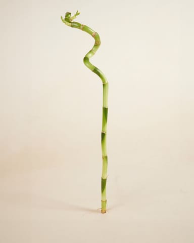 Baby Dracaena Glücksbambus Sanderiana