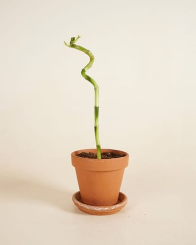Baby Dracaena Glücksbambus Sanderiana