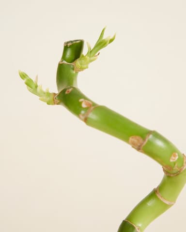 Baby Dracaena Glücksbambus Sanderiana