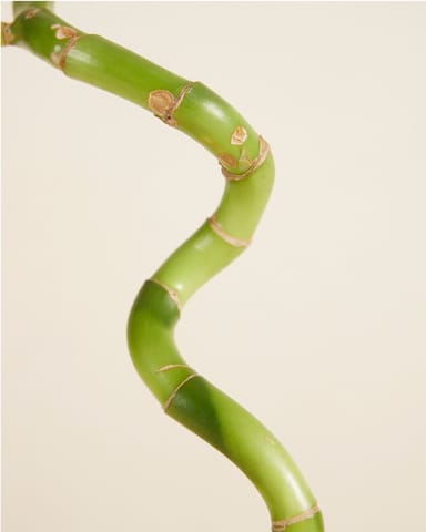 Baby Dracaena Glücksbambus Sanderiana