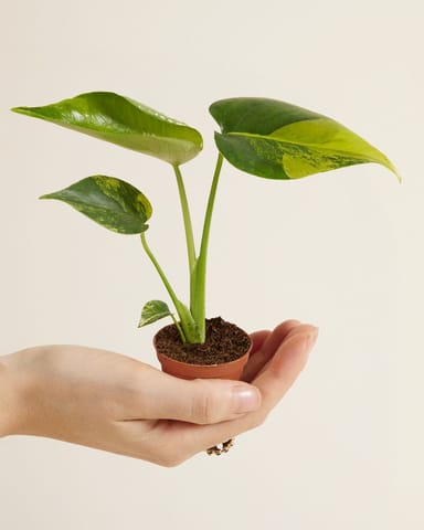Baby Monstera Panachiertes Fensterblatt Deliciosa Aurea