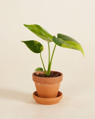 Baby Monstera Panachiertes Fensterblatt Deliciosa Aurea