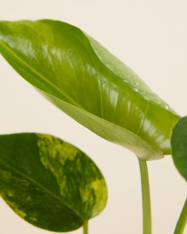 Baby Monstera Panachiertes Fensterblatt Deliciosa Aurea