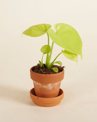Baby Monstera Goldene Monstera Deliciosa Golden