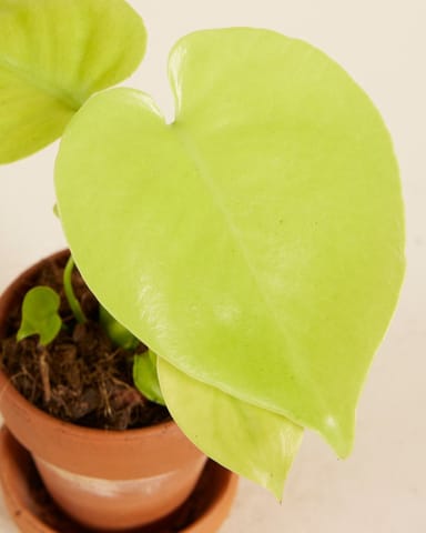 Baby Monstera Goldene Monstera Deliciosa Golden