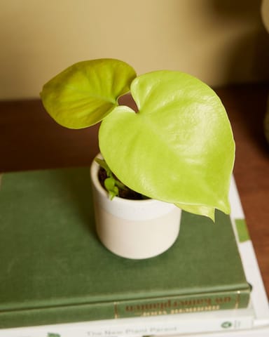 Baby Monstera Goldene Monstera Deliciosa Golden