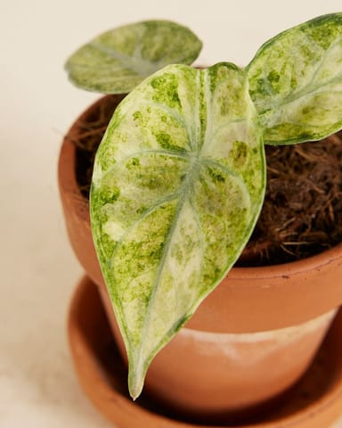 Baby Alocasia Elefantenohr Ninja Tricolor