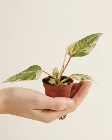 Baby Philodendron Samtblatt-Philodendron Gloriosum Variegata