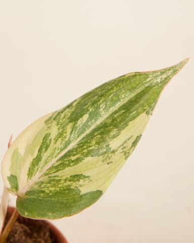 Baby Philodendron Samtblatt-Philodendron Gloriosum Variegata