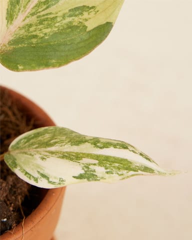 Baby Philodendron Samtblatt-Philodendron Gloriosum Variegata