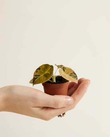 Baby Alocasia Schwarzes Samt-Elefantenohr Black Velvet Aurea