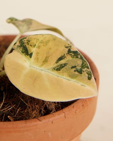Baby Alocasia Schwarzes Samt-Elefantenohr Black Velvet Aurea