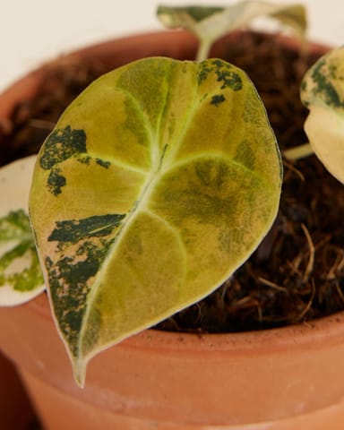 Baby Alocasia Schwarzes Samt-Elefantenohr Black Velvet Aurea