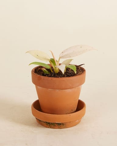 Baby Philodendron Samtblatt-Philodendron Whipple Way