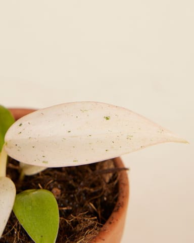 Baby Philodendron Samtblatt-Philodendron Whipple Way