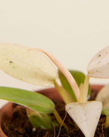 Baby Philodendron Samtblatt-Philodendron Whipple Way