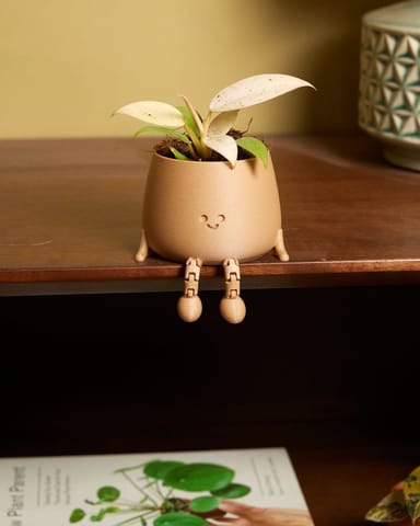 Baby Philodendron Samtblatt-Philodendron Whipple Way