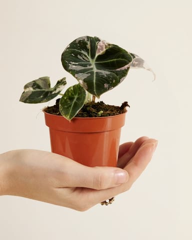 Baby Alocasia Rosa Elefantenohr Black Velvet Pink